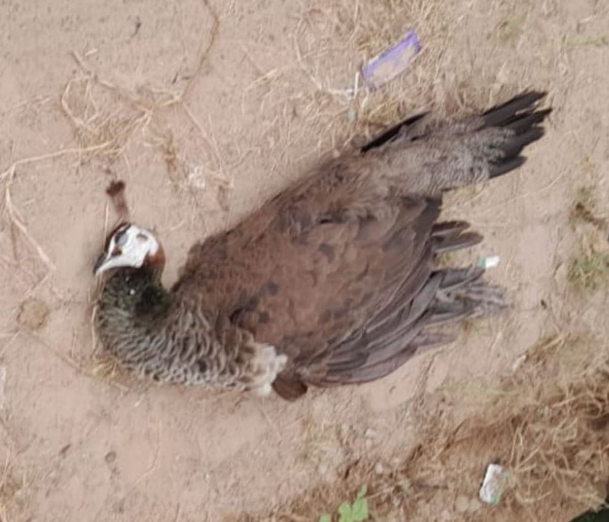 Ateli News | राता कला में खुले बिजली तार बने मोरों के लिए खतरा : करंट की चपेट में आने से मौत का दावा | कई बार शिकायत के बाद भी समस्या बरकरार